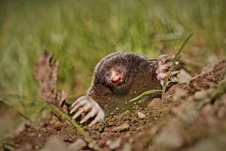 Maulwurf tierfreundlich vertreiben: Methoden im Vergleich Maulwurf vertreiben bekämpfen schaut aus Maulwurfhügel