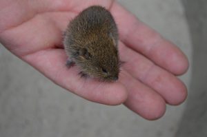 Maus in Hand