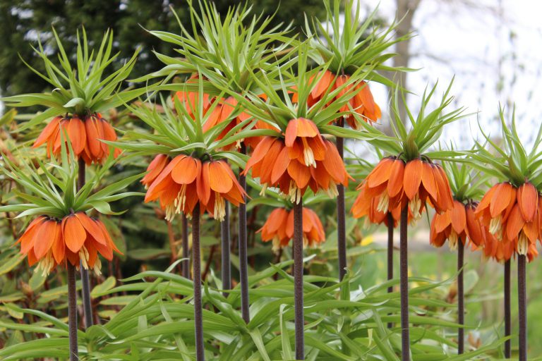 Kaiserkrone im Garten