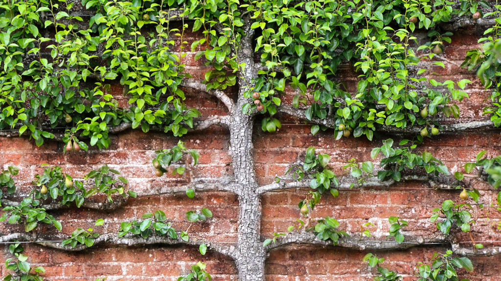Obstbaum Garten Haus Wand