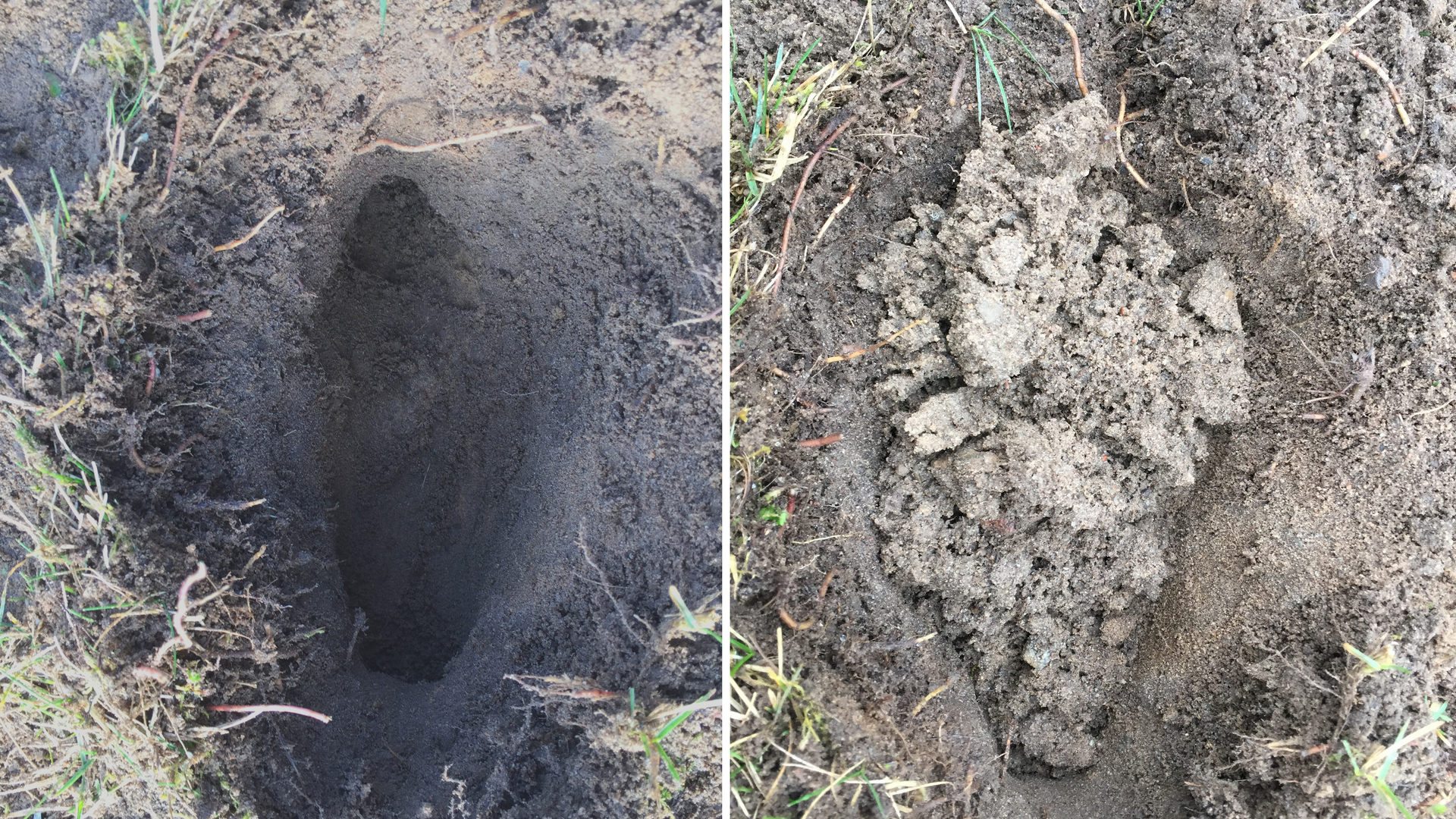 Wühlmaus oder Maulwurf? Sicher unterscheiden!! Merkmale+++