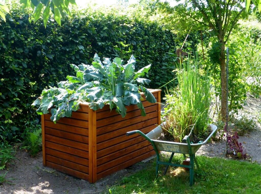 Hochbeet mit Kohlpflanzen im Garten