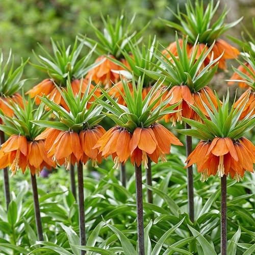 Kaiserkronen Zwiebeln Winterhart Mehrjährig - Imperialis Orange - 5 Stück | Fritillaria aus Holland für Garten und Beet – Frühblüher, traditionell gegen Wühlmäuse gepflanzt, große Blumenzwiebeln